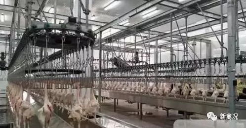 2019中央一號文件發(fā)布,養(yǎng)殖業(yè) 機遇 來了