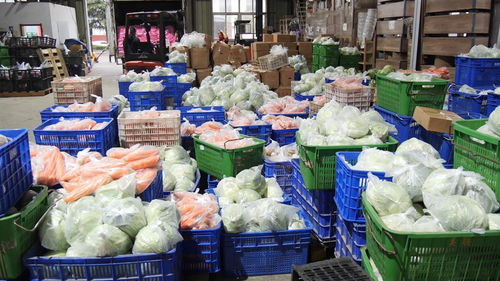 湖北南漳60噸愛心蔬菜馳援上海